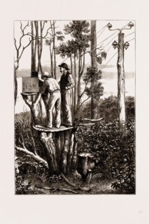 THE RECENT TRANSIT OF VENUS: PREPARING FOR WORK AT AN AUSTRALIAN BUSH STATION, 1875