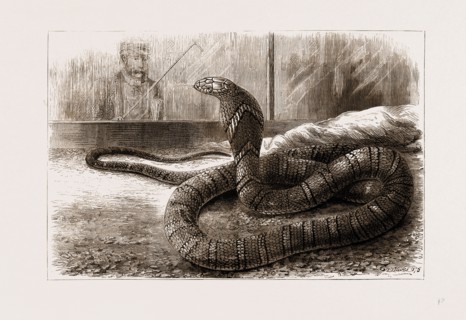 THE NEW SNAKE-EATING SNAKE (OPHIOPHAGUS ELAPS) AT THE ZOOLOGICAL GARDENS, LONDON, UK, 1875