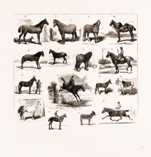 HORSE SHOW AT MANCHESTER, UK, 1875