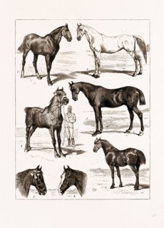 AT THE ISLINGTON HORSE SHOW, LONDON, UK, 1875: 1. "Midshipman," 1st Prize, Class IV., Hunters. 2.
