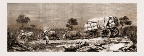 THE WAR IN THE TRANSVAAL, SOUTH AFRICA, 1881: THE TRANSPORT DIFFICULTY: A BULLOCK TEAM IN A SWAMP