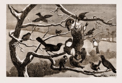 THE LATE FROST, UK, 1881: OUT-DOOR RELIEF