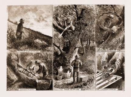 BEE-KEEPING IN CALIFORNIA, U.S.A., U.S., US, USA, UNITED STATES, UNITED STATES OF AMERICA, AMERICA,