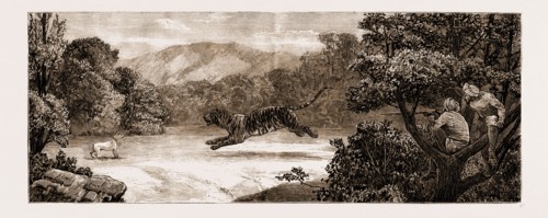 SPORT IN KASHMIR: TIGER SHOOTING FROM A "MACHAN", 1881