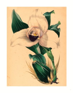 Samuel Holden, Lycaste Skinneri, British, active 1845/1847, colored lithograph