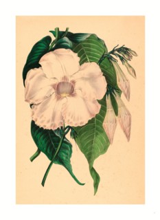 Samuel Holden, Echites splendens, British, active 1845  1847, colored lithograph
