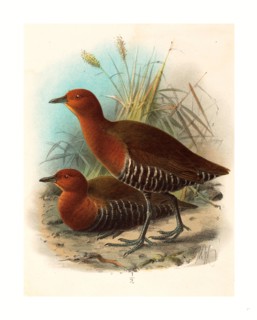 John Gerrard Keulemans (British, active 19th century ), Birds of Philippines, color lithograph
