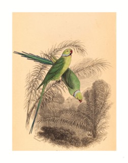 William Home Lizars after William Swainson (Scottish, 1788  1859 ), Red Ringed Parrakeet, colored