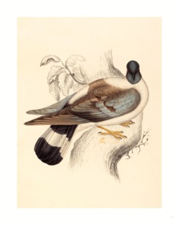 Elizabeth Gould (British, 1804  1841 ), Columba Leuconota (Snow Pigeon), colored lithograph