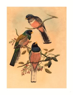 John Gould and W. Hart (British, 1804  1881 ), Trogan variegatus, probably 1836 1838, colored