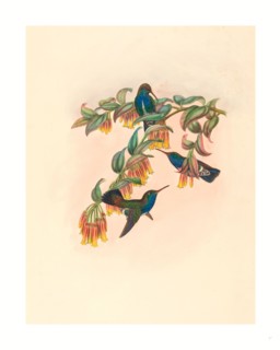 W. Hart (British, active 1851  1898 ), Agyrtria bartletti (Bartlett's Emerald), colored lithograph