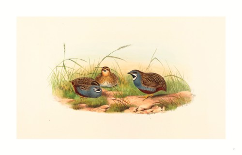 John Gould and H.C. Richter (British (?), active 1841  active c. 1881 ), Excalftoria minima