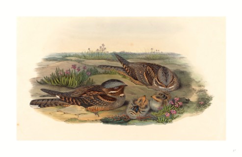 John Gould and H.C. Richter (British, 1804  1881 ), Caprimulgus europaeus (Nightjar), colored