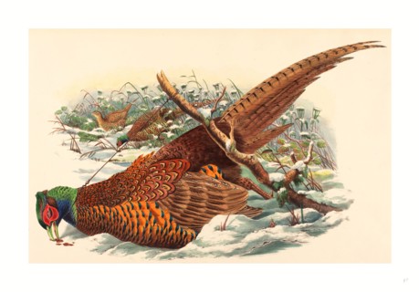 John Gould and W. Hart (British, active 1851  1898 ), Phasianus colchicus (Ring-necked Pheasant),