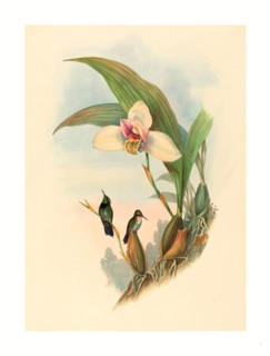 John Gould and H.C. Richter (British, 1804  1881 ), Myiabeillia typica (Abeille's Hummingbird),
