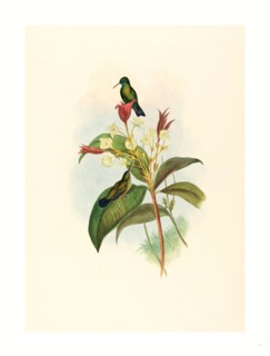 John Gould and H.C. Richter (British, 1804  1881 ), Eucephala caerulea (Blue-chinned Sapphire),