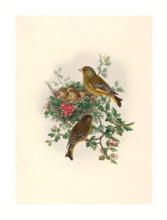 John Gould and H.C. Richter (British (?), active 1841  active c. 1881 ), Ligurinus chloris