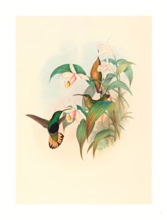 John Gould and H.C. Richter (British, 1804  1881 ), Lafresnaya flavicaudata (Buff-tailed