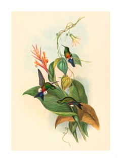 John Gould and H.C. Richter (British, 1804  1881 ), Eriocnemis cupreiventris (Coppery vented Puff