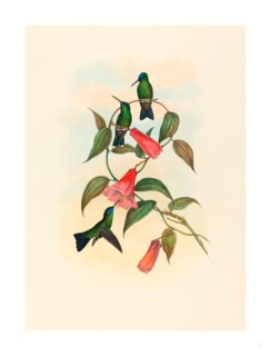 John Gould and H.C. Richter (British, 1804  1881 ), Eucephala smaragdocaerulea (Gould's Wood