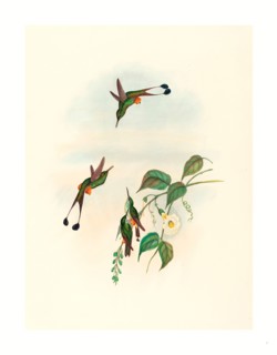 John Gould and H.C. Richter (British, 1804  1881 ), Spathura rufocaligata (Red-booted Racket Tail),