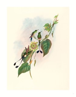 John Gould and H.C. Richter (British (?), active 1841  active c. 1881 ), Spathura underwoodi
