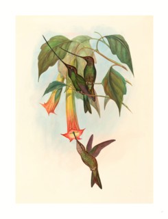 John Gould and H.C. Richter (British, 1804  1881 ), Docimastes ensiferus (Sword-billed