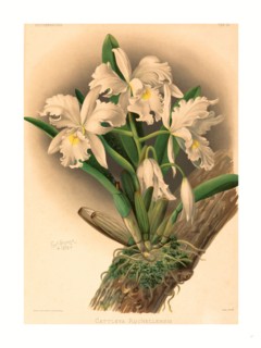 Gustav Leutzsch after Charles Storer (German (?), active 19th century ), Cattleya Rochellensis,