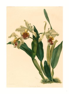 Gustav Leutzsch after Henry George Moon (German (?), active 19th century ), Cattleya Rex,