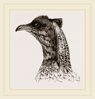 Head of Argus Pheasant