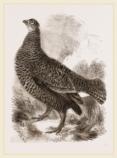 Black Grouse Female
