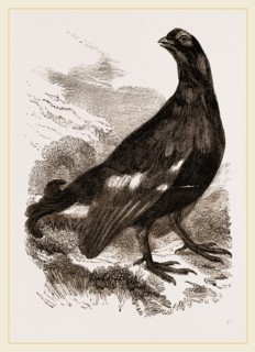 Black Grouse Male