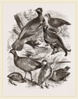 Group of Game