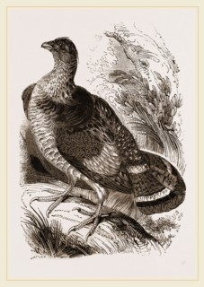 Ruffed Grouse
