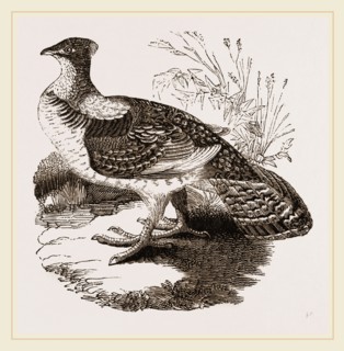 Ruffed Grouse