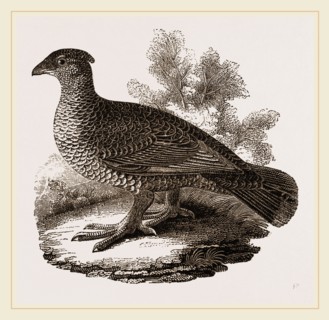 Dusky Grouse