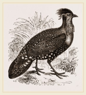 Hastings' Horned Pheasant Male