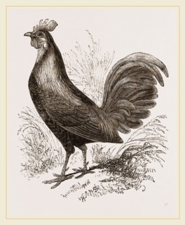 Bankiva Jungle Fowl