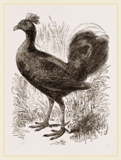Fire-backed Jungle Fowl Male