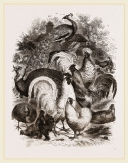 Group of Domestic Poultry
