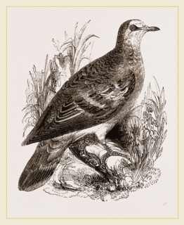 Bronze-winged Pigeon
