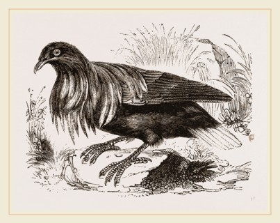 Nicoliar Pigeon