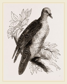 Oceanie Fruit-Pigeon