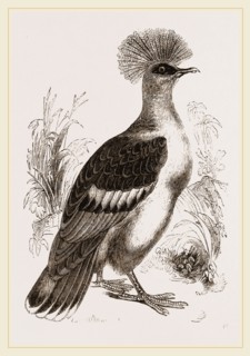 Crowned Pigeon