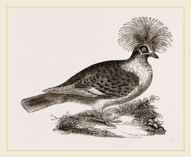 Crowned Pigeon