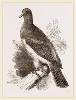 Chestnut-shouldered Pigeon