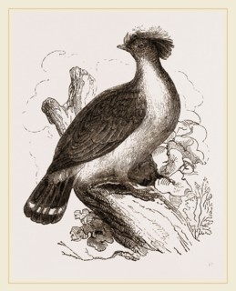 double-crested Pigeon