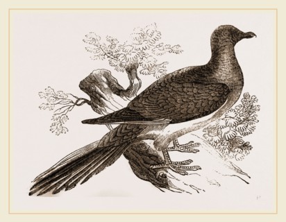 Passenger Pigeon