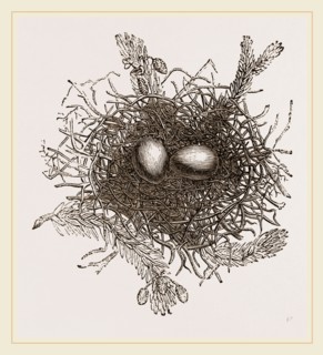 Nest of Turtle Dove