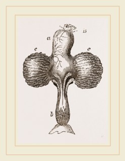 Crop of Pigeon